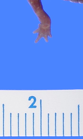 Media type: image; Herpetology A-27795